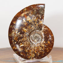 Load image into Gallery viewer, Ammonite Cleoniceras - Red Light Flashes Oak Leaf Sutures
