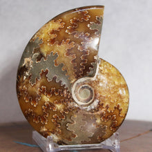 Load image into Gallery viewer, Ammonite Cleoniceras - Deep Brown Rich Yellow Oak Leaf Sutures
