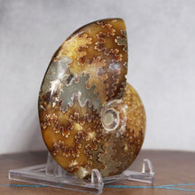 Load image into Gallery viewer, Ammonite Cleoniceras - Deep Brown Rich Yellow Oak Leaf Sutures
