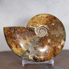 Load image into Gallery viewer, Ammonite Cleoniceras - Deep Brown Rich Yellow Oak Leaf Sutures

