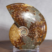 Load image into Gallery viewer, Ammonite Cleoniceras - Deep Brown Rich Yellow Oak Leaf Sutures
