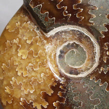 Load image into Gallery viewer, Ammonite Cleoniceras - Deep Brown Rich Yellow Oak Leaf Sutures
