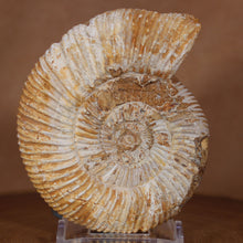 Load image into Gallery viewer, Perisphinctes Ammonite - White Jurassic
