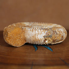 Load image into Gallery viewer, Perisphinctes Ammonite - White Jurassic
