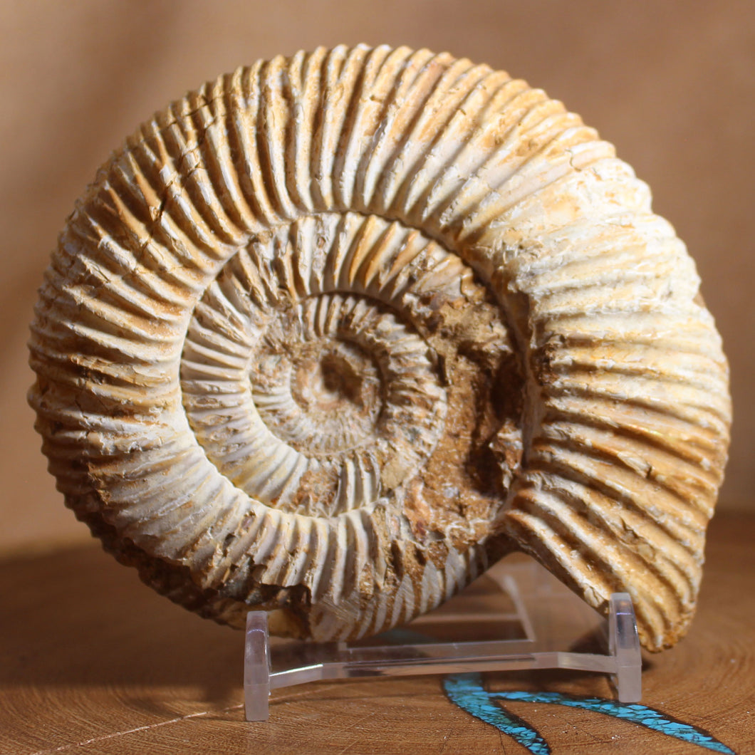 Perisphinctes Ammonite - White Jurassic