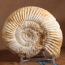 Load image into Gallery viewer, Perisphinctes Ammonite - White Jurassic
