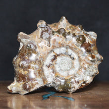 Load image into Gallery viewer, Douvilleiceras Tractor Ammonite - Oak Leaf Sutures
