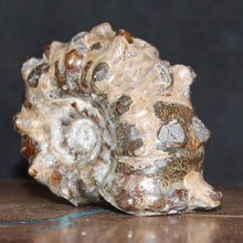 Load image into Gallery viewer, Douvilleiceras Tractor Ammonite - Oak Leaf Sutures
