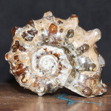 Load image into Gallery viewer, Douvilleiceras Tractor Ammonite - Oak Leaf Sutures
