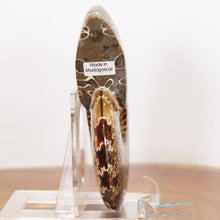 Load image into Gallery viewer, Ammonite Cleoniceras - Dark Caramel Brown - Oak Leaf Sutures
