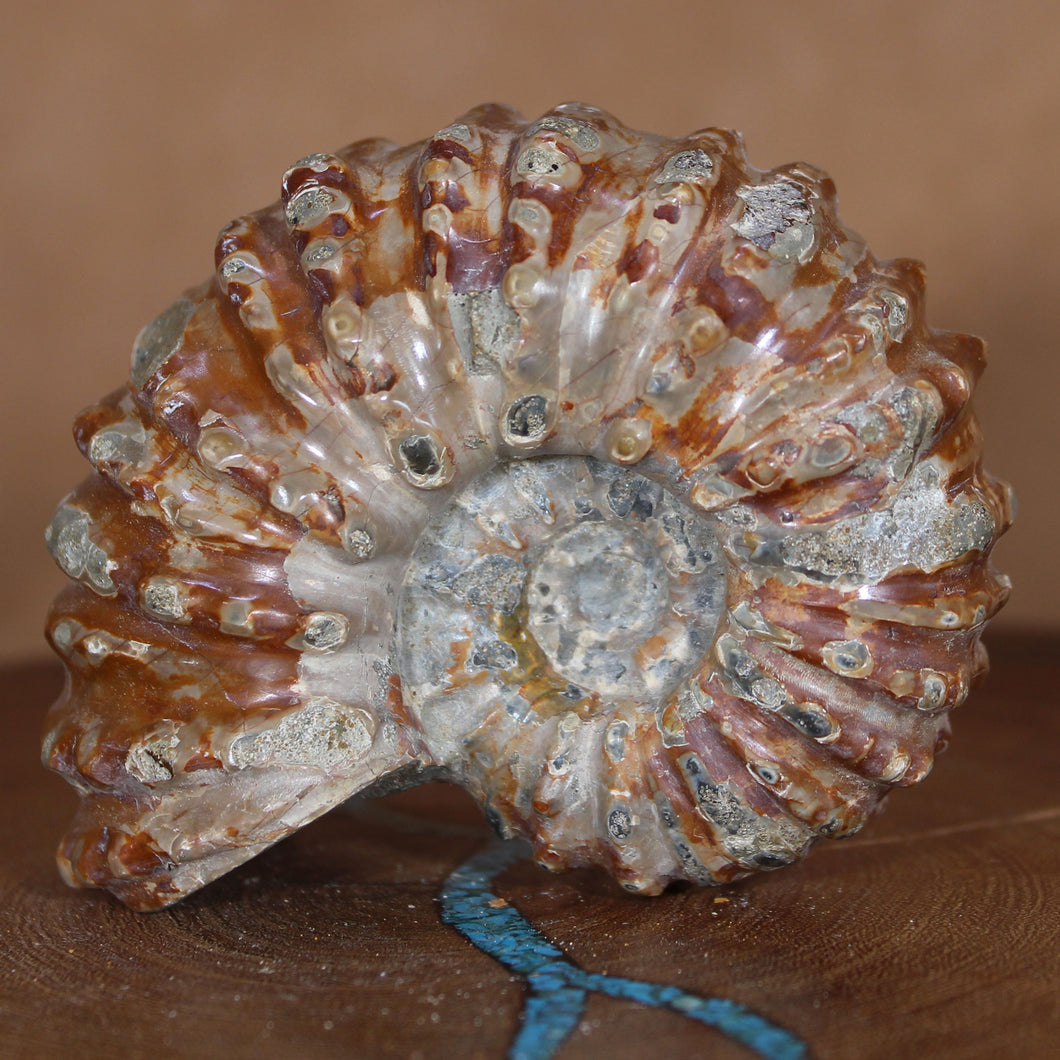 Douvilleiceras Ammonite - Rust Red