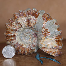 Load image into Gallery viewer, Douvilleiceras Ammonite - Rust Red
