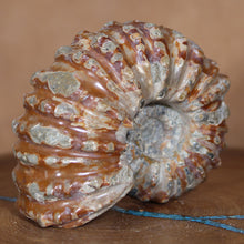 Load image into Gallery viewer, Douvilleiceras Ammonite - Rust Red
