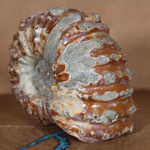 Load image into Gallery viewer, Douvilleiceras Ammonite - Rust Red
