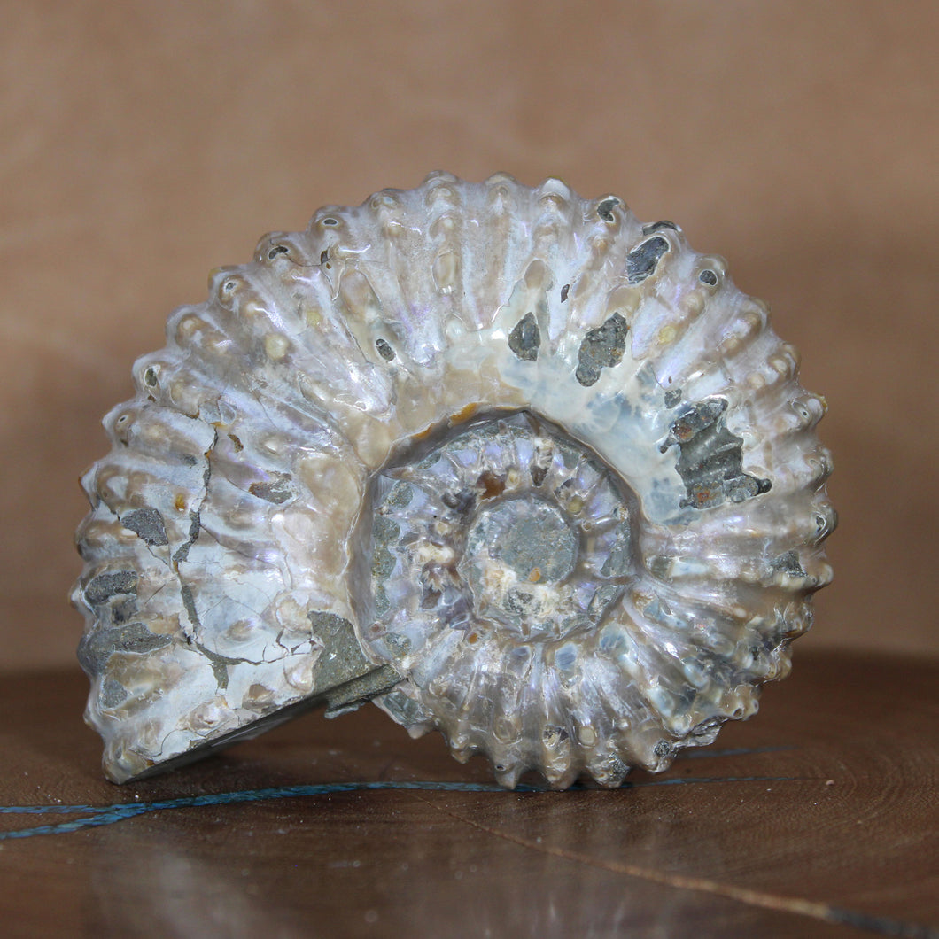 Douvilleiceras Ammonite - Opalescent Exterior