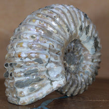 Load image into Gallery viewer, Douvilleiceras Ammonite - Opalescent Exterior
