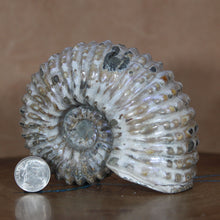 Load image into Gallery viewer, Douvilleiceras Ammonite - Opalescent Exterior
