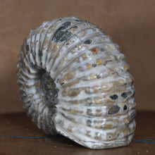 Load image into Gallery viewer, Douvilleiceras Ammonite - Opalescent Exterior
