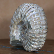 Load image into Gallery viewer, Douvilleiceras Ammonite - Opalescent Exterior
