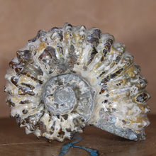 Load image into Gallery viewer, Douvilleiceras Ammonite - Opalescent Oak Leaf Sutures
