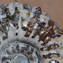 Load image into Gallery viewer, Douvilleiceras Ammonite - Opalescent Oak Leaf Sutures
