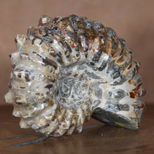 Load image into Gallery viewer, Douvilleiceras Ammonite - Caramel Brown
