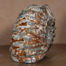 Load image into Gallery viewer, Douvilleiceras Ammonite - Caramel Brown
