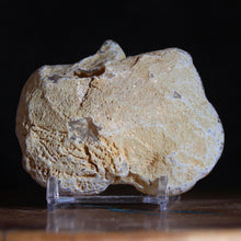 Load image into Gallery viewer, Oregon Chalcedony Open Geode w/ Crystal Cluster
