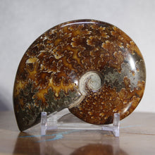 Load image into Gallery viewer, Ammonite Cleoniceras - Molten Yellow Oak Leaf Sutures
