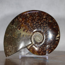 Load image into Gallery viewer, Ammonite Cleoniceras - Intense Suture Detail
