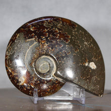 Load image into Gallery viewer, Ammonite Cleoniceras - Intense Suture Detail
