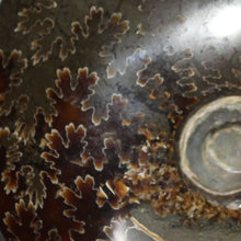 Load image into Gallery viewer, Ammonite Cleoniceras - Intense Suture Detail
