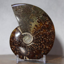 Load image into Gallery viewer, Ammonite Cleoniceras - Intense Suture Detail
