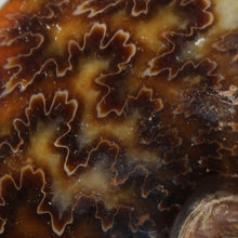 Load image into Gallery viewer, Ammonite Cleoniceras - Ebony Brown Waxen Yellow
