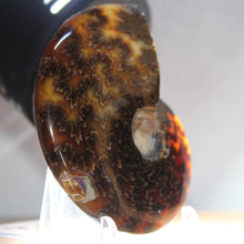Load image into Gallery viewer, Ammonite Cleoniceras - Ebony Brown Waxen Yellow

