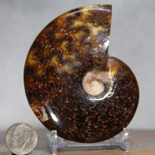 Load image into Gallery viewer, Ammonite Cleoniceras - Ebony Brown Waxen Yellow
