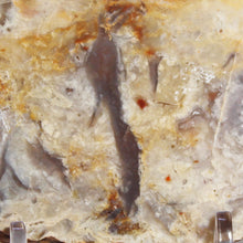 Load image into Gallery viewer, Large Fossil Dinosaur Poop - Red Beige Coprolite
