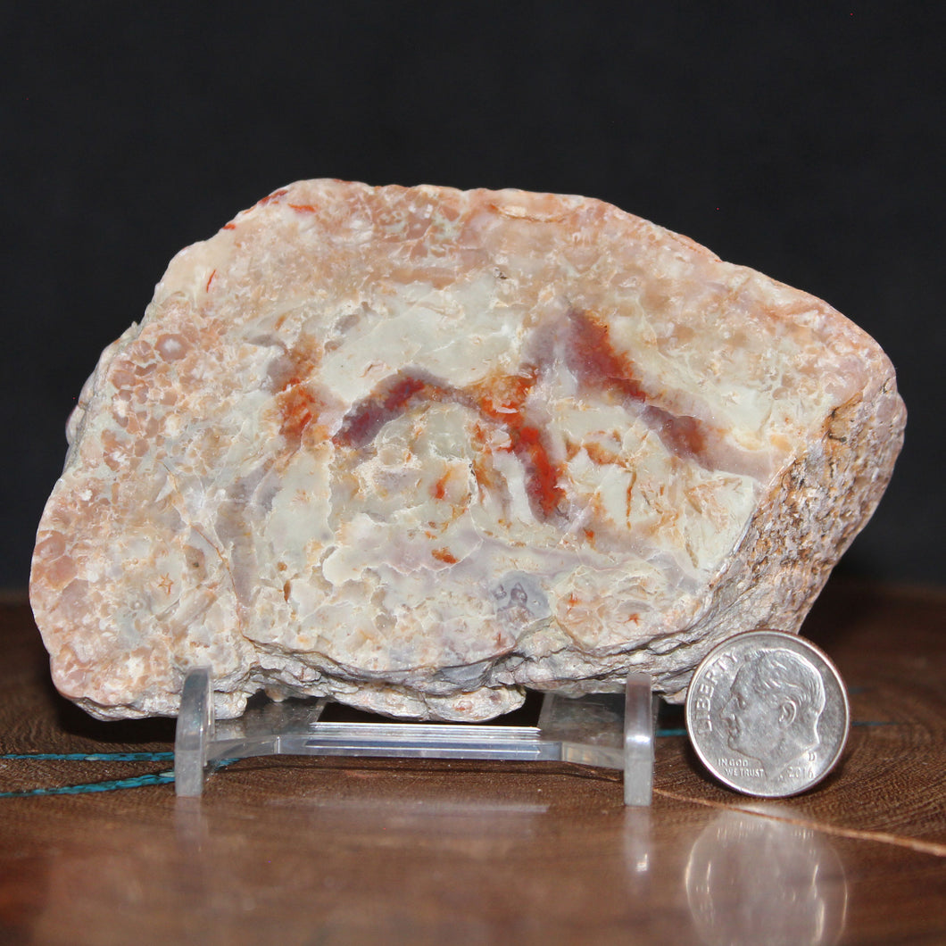 Large Fossil Dino Feces - Red White Coprolite