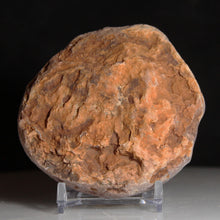 Load image into Gallery viewer, Round Fossil Dino Feces - Rust Red Coprolite
