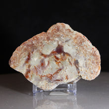 Load image into Gallery viewer, Wide Fossil Dinosaur Feces - Red White Coprolite
