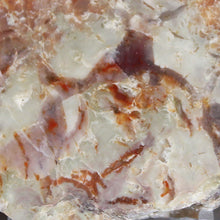 Load image into Gallery viewer, Wide Fossil Dinosaur Feces - Red White Coprolite
