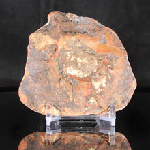 Load image into Gallery viewer, Dinosaur Poop - Fossilized Coprolite - High Quality
