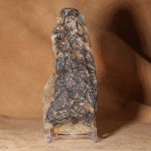 Load image into Gallery viewer, Fossilized Coprolite - Dinosaur Dung
