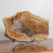 Load image into Gallery viewer, Large Fossil Dinosaur Poop - Coprolite Red Beige
