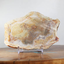 Load image into Gallery viewer, Large Fossil Dinosaur Poop - Coprolite Red Beige
