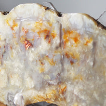 Load image into Gallery viewer, Fossil Dinosaur Coprolite Cross Section - Orange Beige Feces
