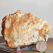 Load image into Gallery viewer, Fossil Dinosaur Hefty Coprolite - Red Beige Poop
