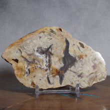 Load image into Gallery viewer, Fossil Dinosaur Coprolite Cross Section - Beige Feces
