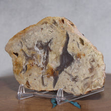 Load image into Gallery viewer, Fossil Dinosaur Coprolite Cross Section - Beige Feces
