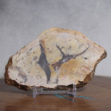 Load image into Gallery viewer, Fossil Dinosaur Coprolite Cross Section - Beige Feces
